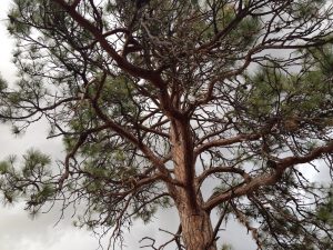 Denver Beetle Kill Pine provider