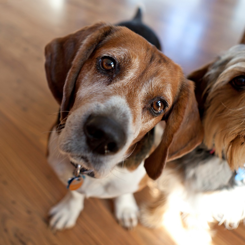 things that can ruin your wood floor