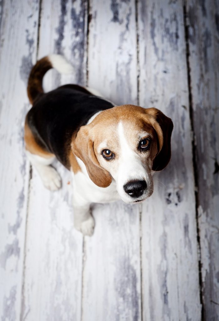 Hardwood floors and allergies